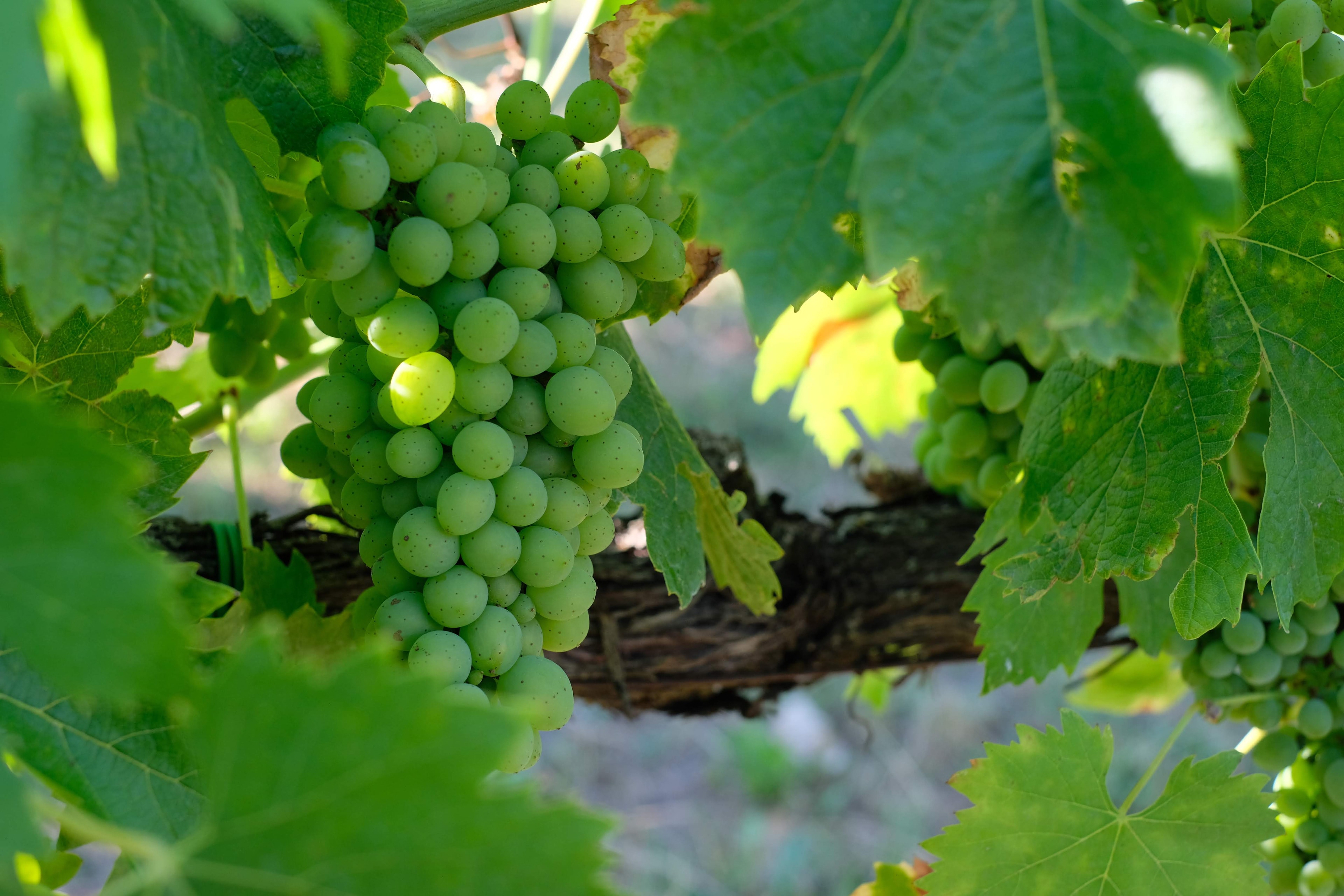 The Vine