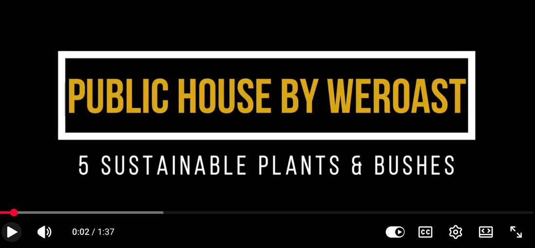 Public House by WeRoast 5 Sustainable Plants and Bushes